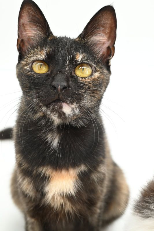 A black cat with yellow eyes is sitting on a white surface looking at the camera.