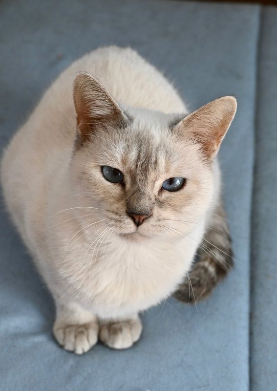 A white cat with blue eyes is sitting on a blue couch and looking at the camera.