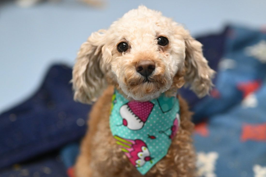 A small dog wearing a bandana with a santa hat on it