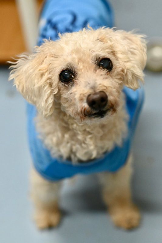 A small dog wearing a blue shirt is looking up at the camera.