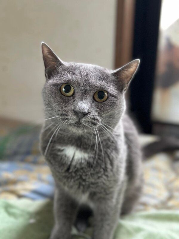 A gray cat with yellow eyes is sitting on a bed and looking at the camera.