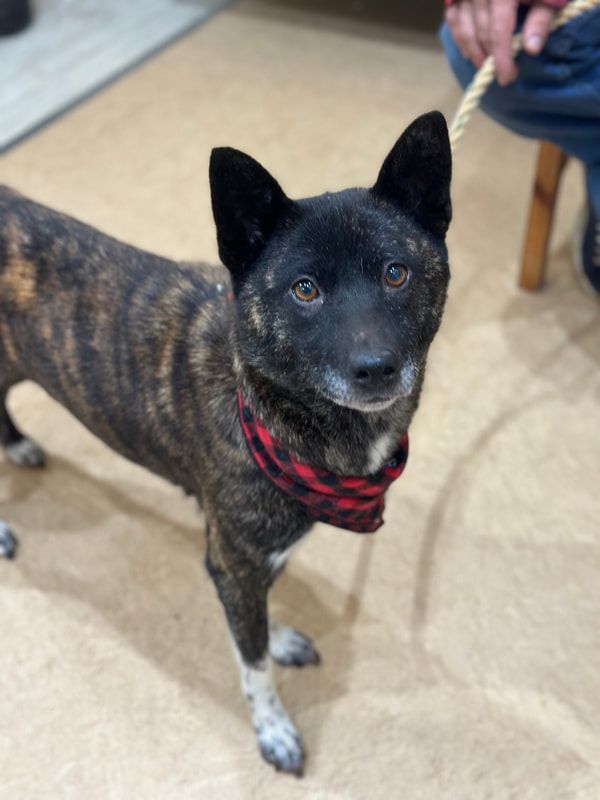 A dog wearing a plaid collar is standing on a leash