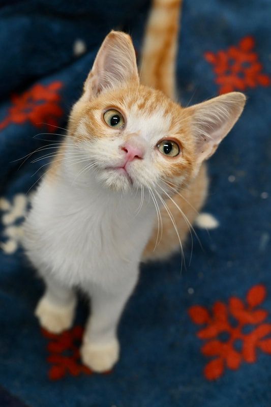 An orange and white kitten is sitting on a blue blanket and looking up at the camera.