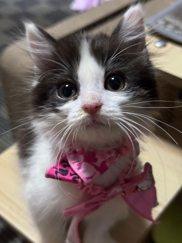 A black and white kitten wearing a pink bow tie