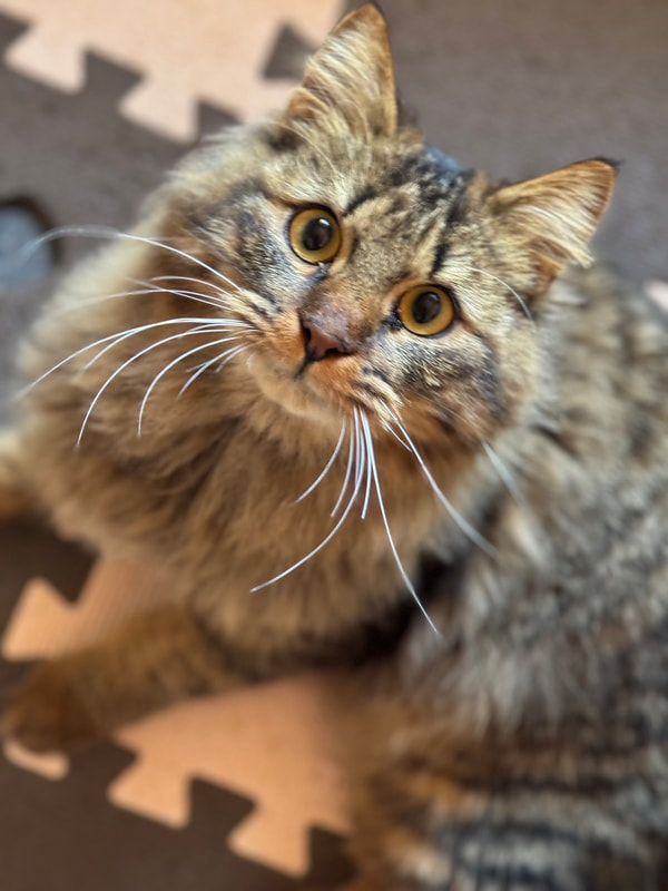 A fluffy cat is laying on a puzzle mat and looking up at the camera.