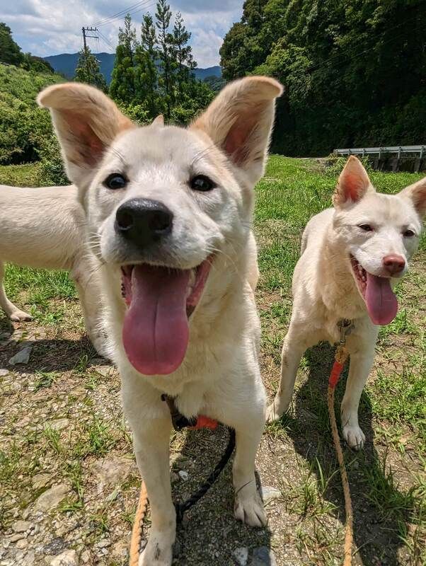Two white dogs are standing next to each other in a field with their tongues out.