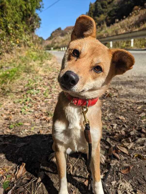 A brown and white dog wearing a red collar is standing on the side of a road.