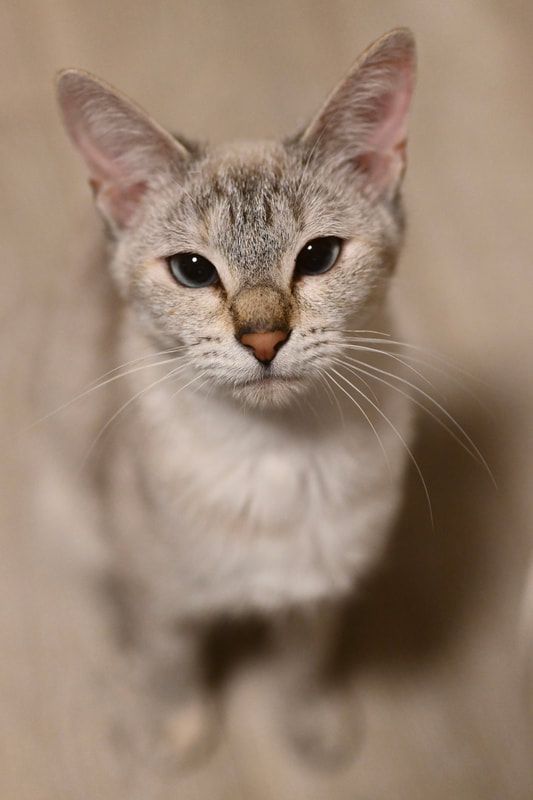 A close up of a cat looking up at the camera.