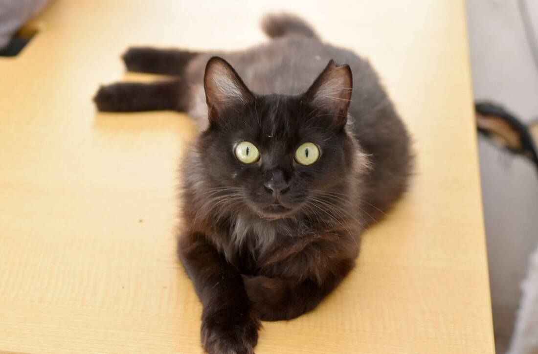 A black cat is laying on a table and looking at the camera.