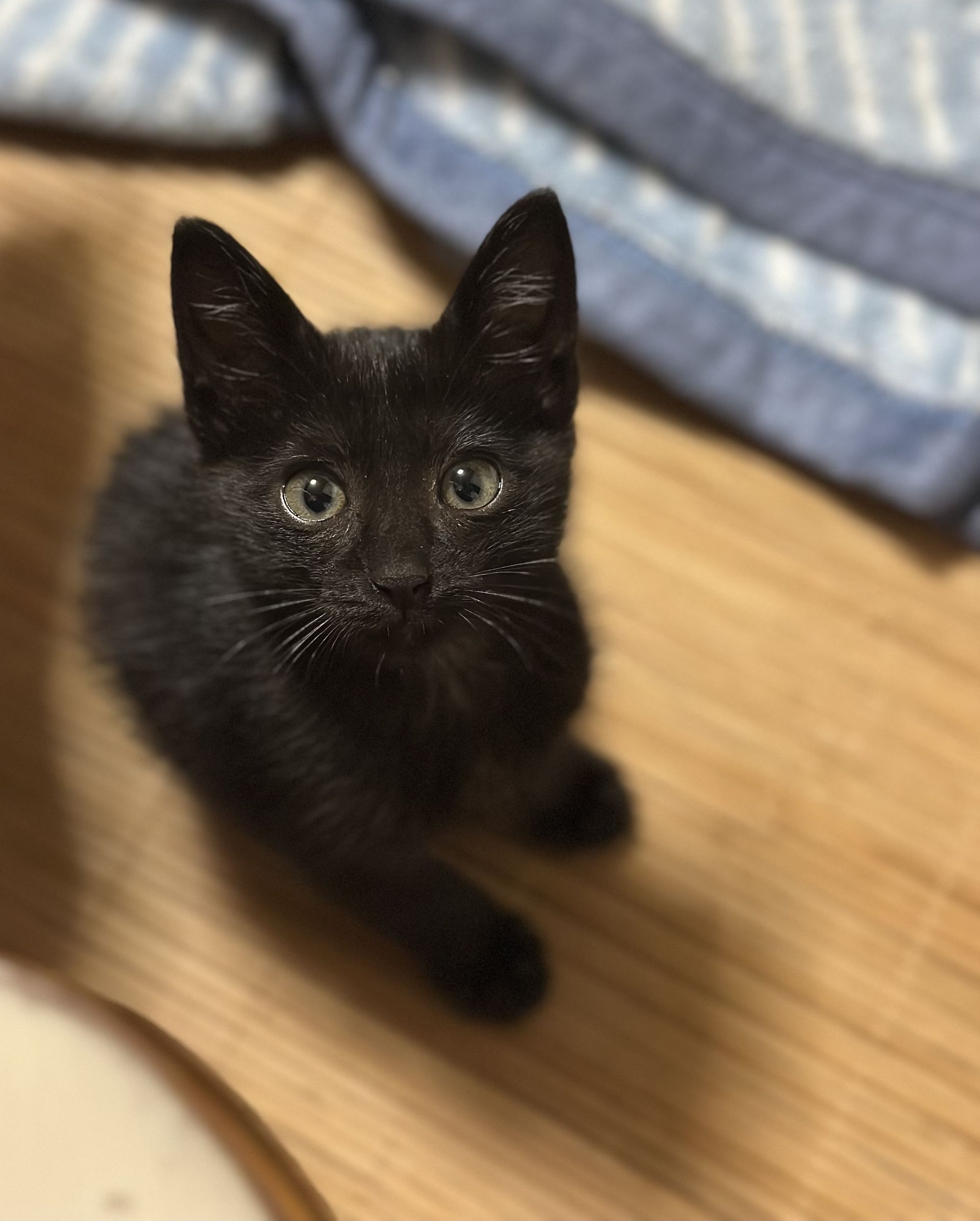 里親募集中の黒猫の子猫「ベビー」。大きな瞳でこちらを見上げる、人懐っこくて甘えん坊な男の子。HEART徳島の保護猫。