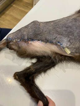 A close up of a dog 's leg with stitches on it.