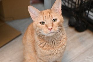 Orange tabby cat sitting and looking forward.