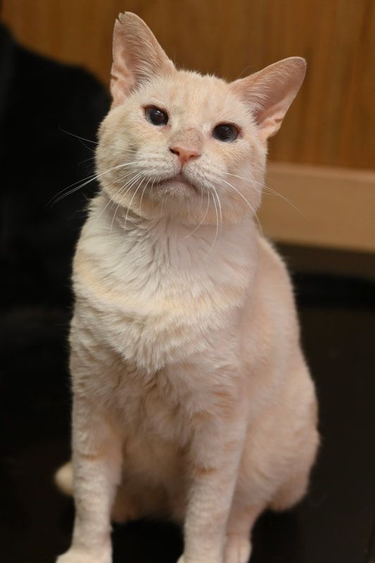 A white cat is sitting on a table and looking at the camera.