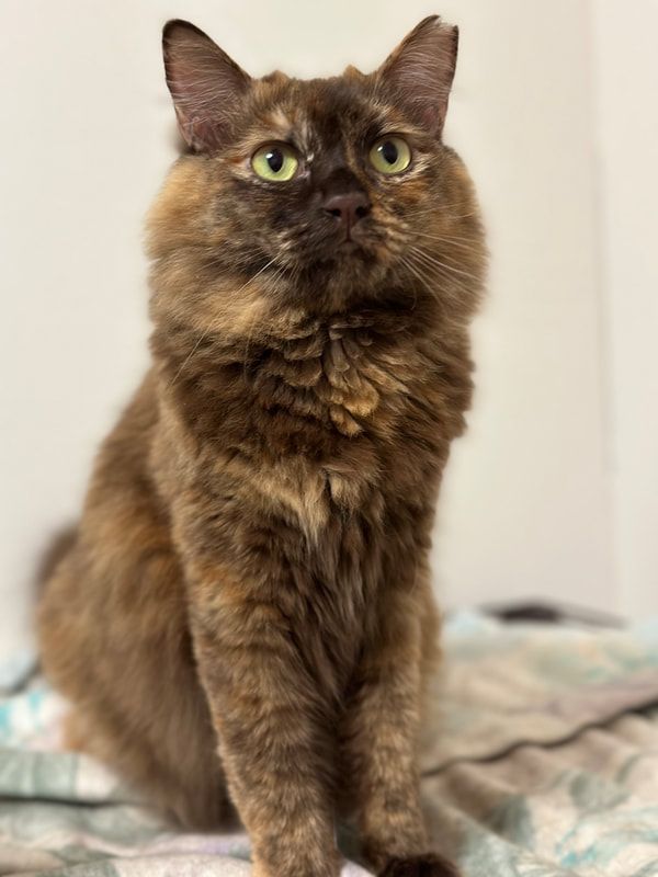 A fluffy cat is sitting on a bed and looking at the camera.