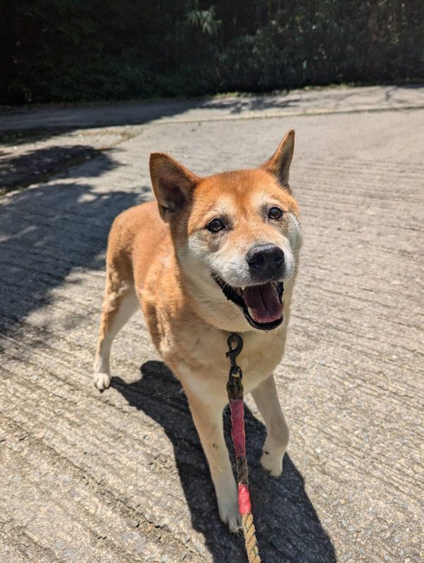 A brown and white dog is walking on a leash.