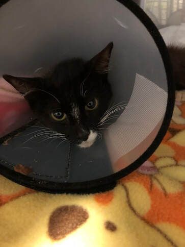 A black cat is wearing a cone on its head.