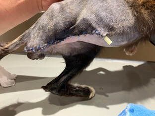 A close up of a dog 's leg with stitches on it.