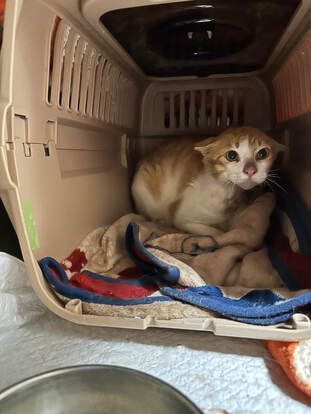 A cat is sitting in a carrier next to a bowl.