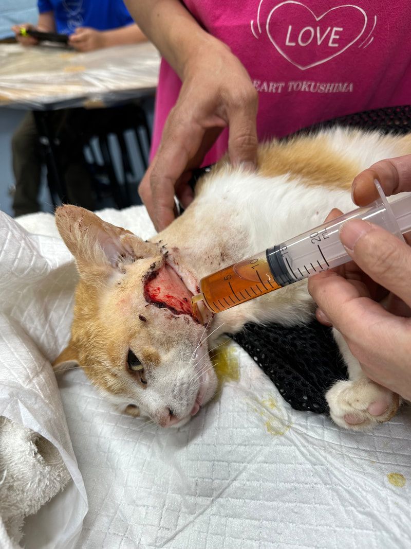 A person is feeding a cat with a syringe.