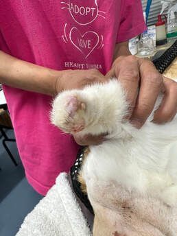 A person is holding a white kitten in their hands.