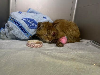 A cat with a bandage on its paw is laying on a table next to a bowl of food.