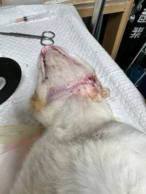A white dog is laying on a table with a syringe and scissors.