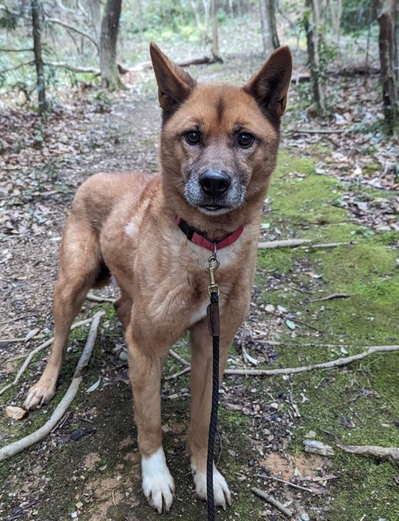 A brown dog is standing on a leash in the woods.