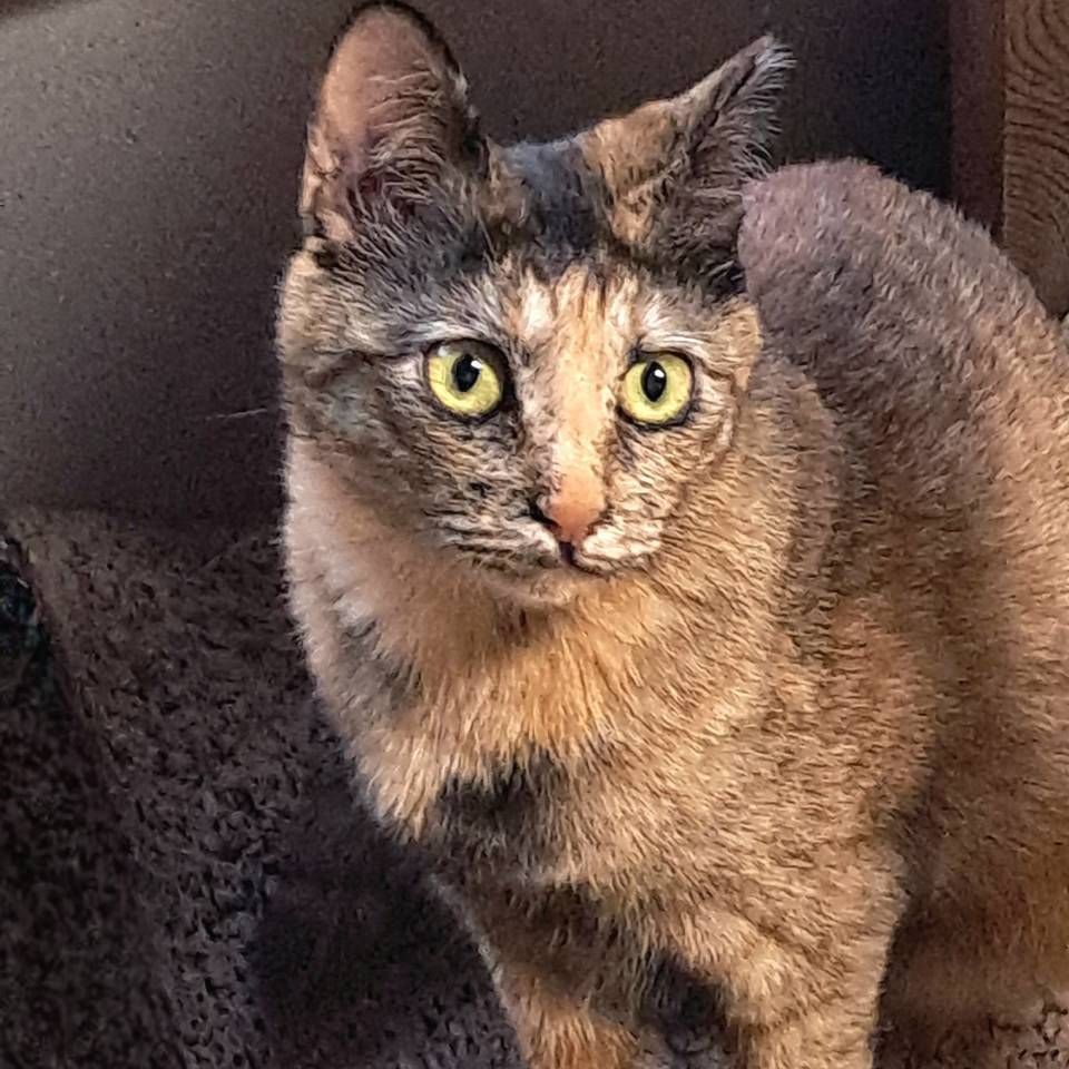 徳島の保護猫団体HEARTで里親募集中のサビ猫むぎちゃん (Mugi, friendly tortoiseshell cat for nationwide adoption at HEART 
