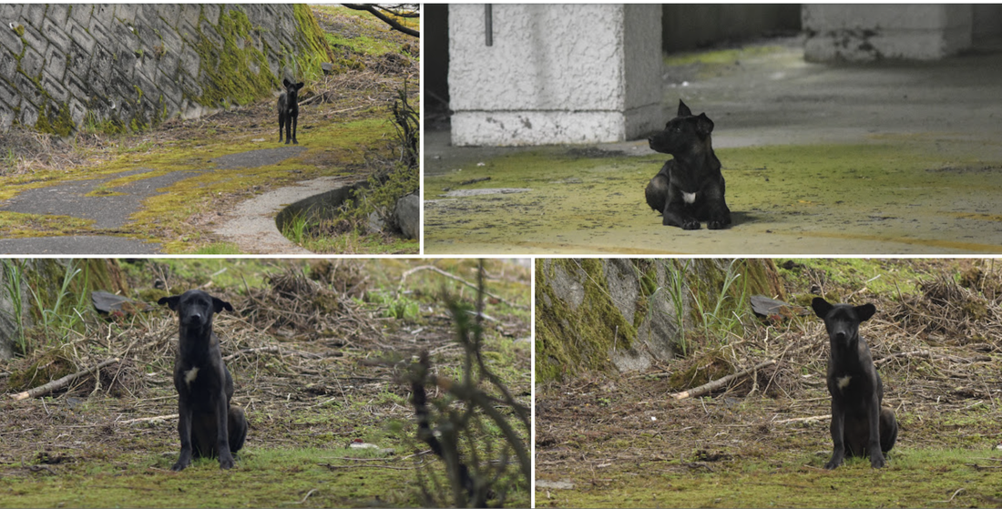 A black dog is sitting in the grass looking at the camera.
