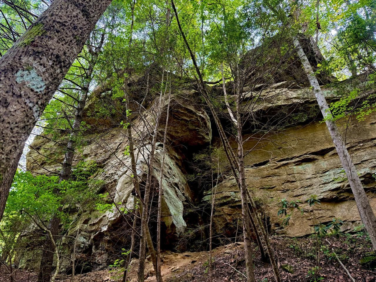 Wooded cliff face with hanging vines and a small waterfall cascading over rock ledges