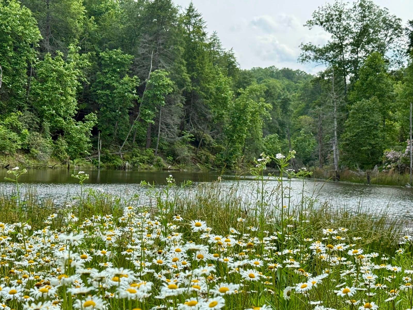 Wildflowers beside a calm pond, with trees and greenery reflecting in the water under a cloudy sky