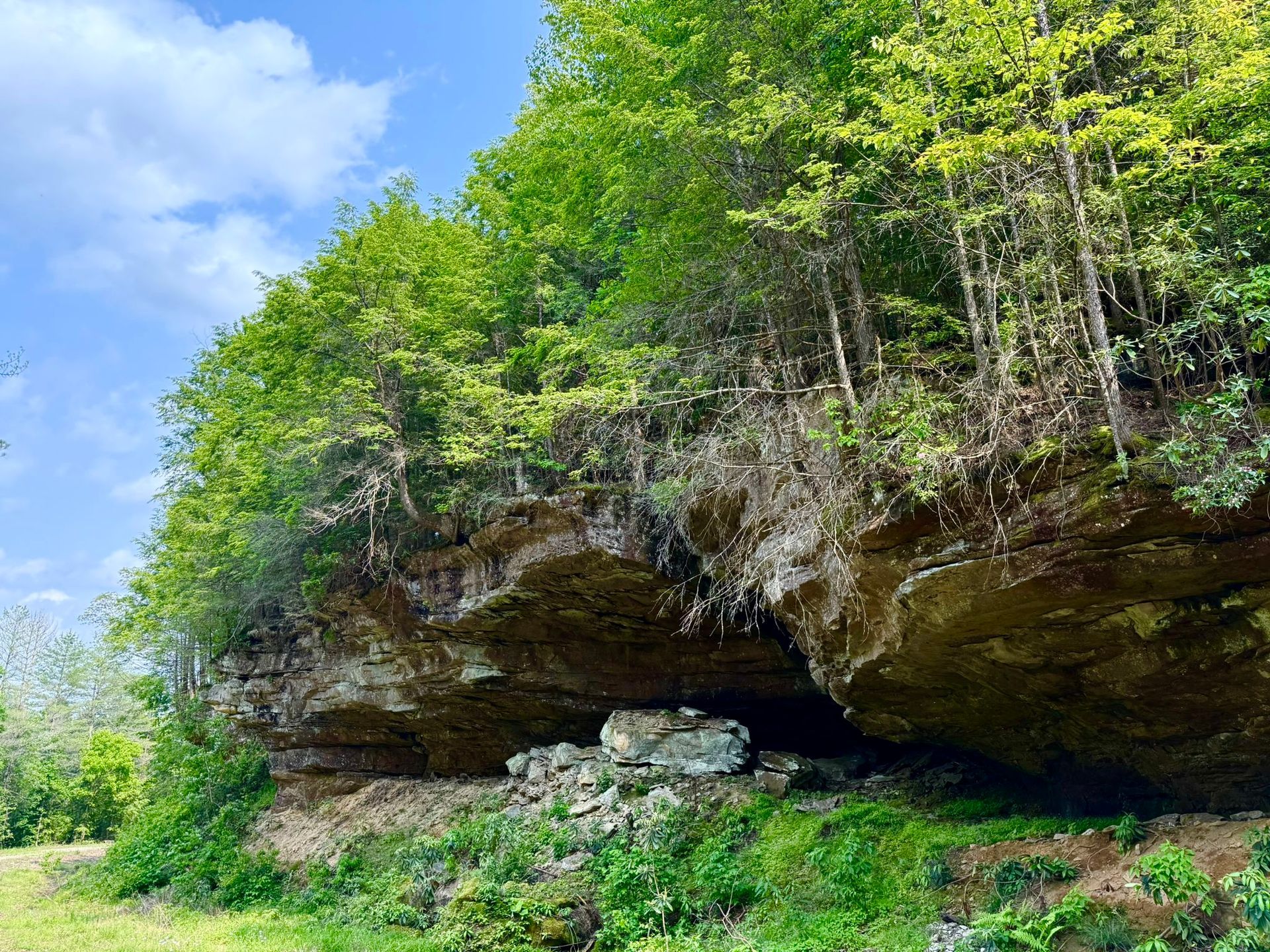 Rocky cliff overhang covered in green trees and moss under a bright blue sky.