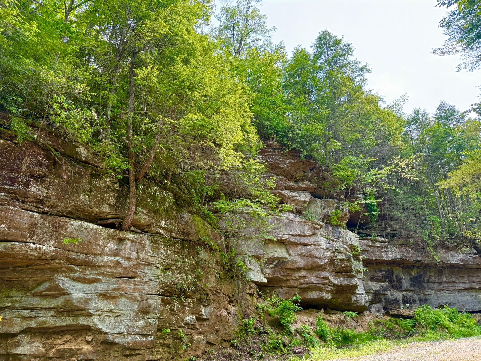 Rocky cliff with layered stone and lush green trees under a bright sky.