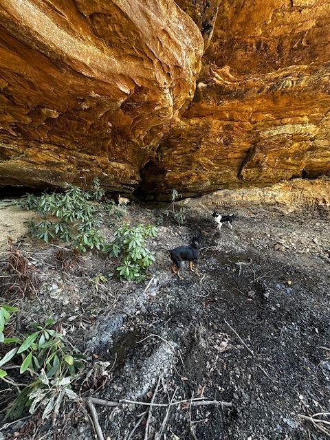A dog is standing in the dirt under a large rock.