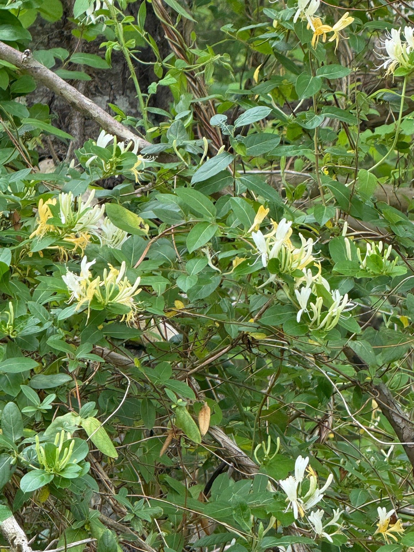 Green leafy shrub with small white and pale yellow flowers growing among branches