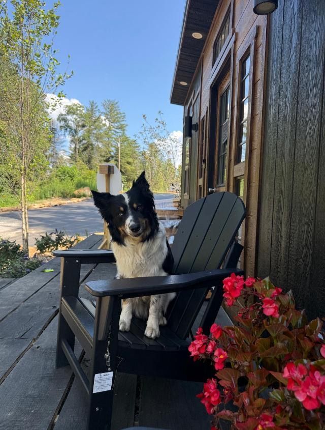 Dog sitting in a black chair on a porch, looking at the camera. Red flowers and building in background.