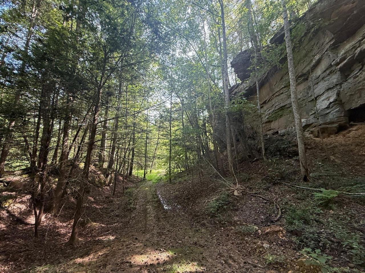 Forest trail between trees and a rocky cliff, dappled sunlight.