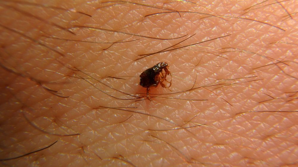 Flea On Human Skin, Brown Insect With Six Legs — Brazel's Pest Control in Coffs Harbour, NSW