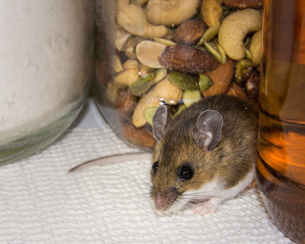 Mouse Near A Jar Of Mixed Nuts And A Container Of Liquid — Brazel's Pest Control in Coffs Harbour, NSW