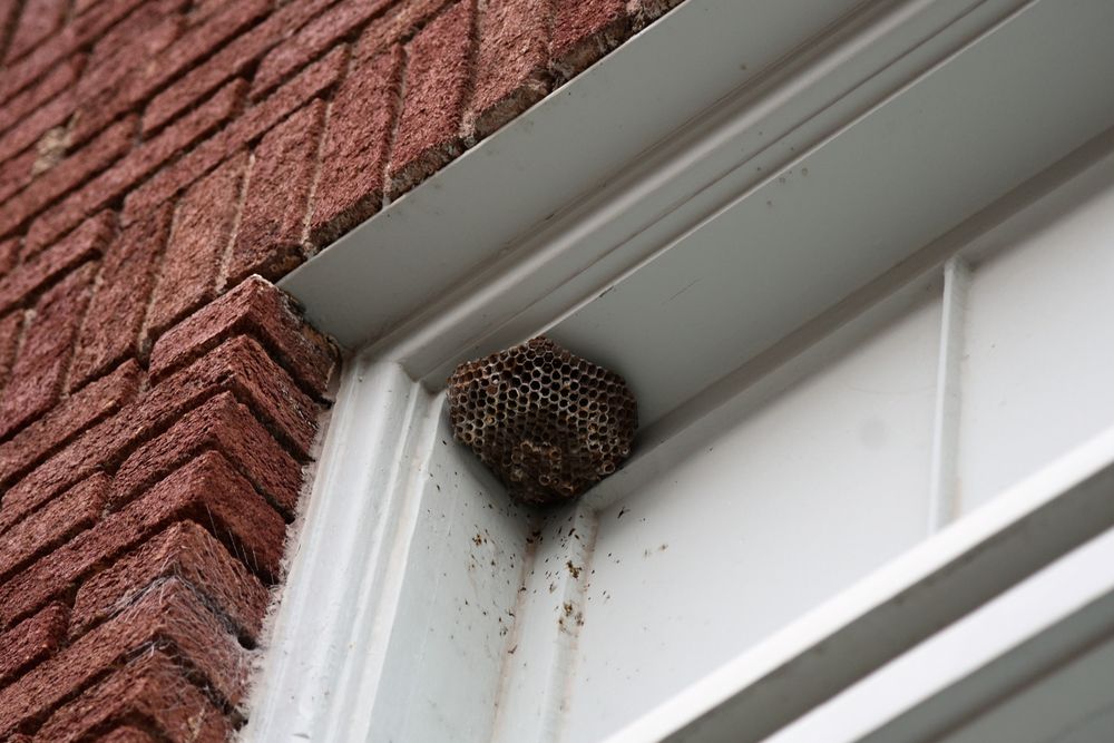Wasp Nest On A White Door Frame Next To A Red Brick Wall — Brazel's Pest Control in Coffs Harbour, NSW