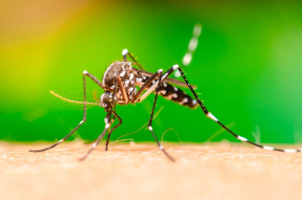 Mosquito With Black And White Markings Biting Skin — Brazel's Pest Control in Coffs Harbour, NSW