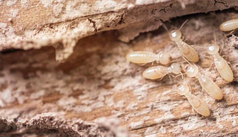 Termites Inside Damaged Wood — Brazel's Pest Control in Coffs Harbour, NSW