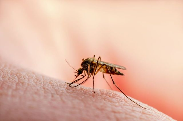 Mosquito Biting Skin — Brazel's Pest Control in Coffs Harbour, NSW