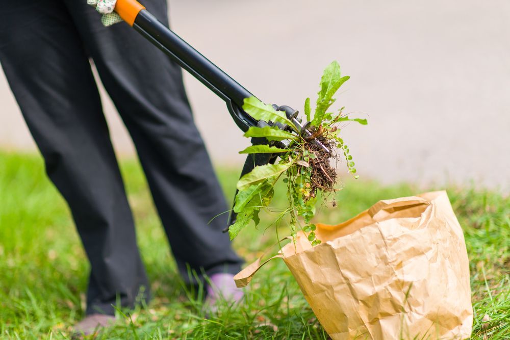 Person Using A Weed Puller To Place Weeds Into A Brown Paper Bag — Brazel's Pest Control in Coffs Harbour, NSW