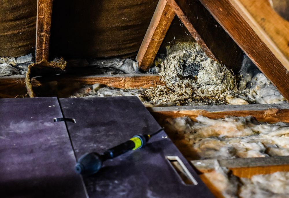 Attic With A Wasp's Nest In The Rafters — Brazel's Pest Control in Coffs Harbour, NSW