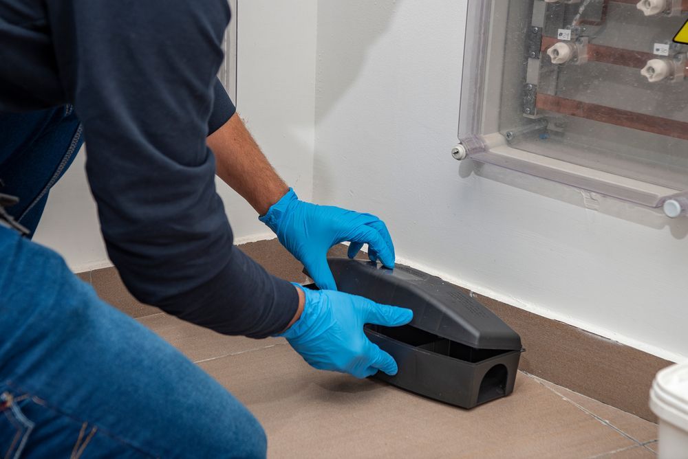 Person In Blue Gloves Sets A Black Pest Control Bait — Brazel's Pest Control in Bellingen, NSW