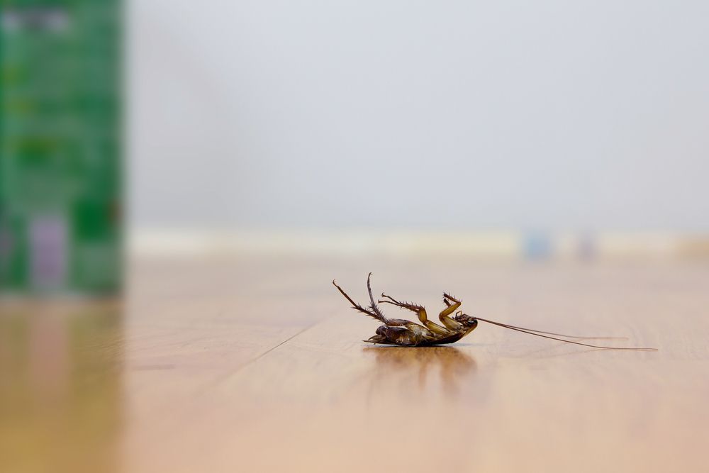 Dead Cockroach On A Wooden Floor, Legs In The Air — Brazel's Pest Control in Bellingen, NSW