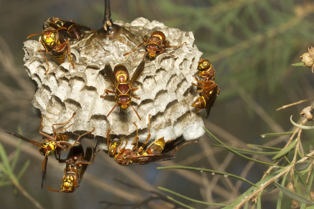 Yellow And Brown Wasps On A Gray, Papery Nest In A Shrub — Brazel's Pest Control in Coffs Harbour, NSW