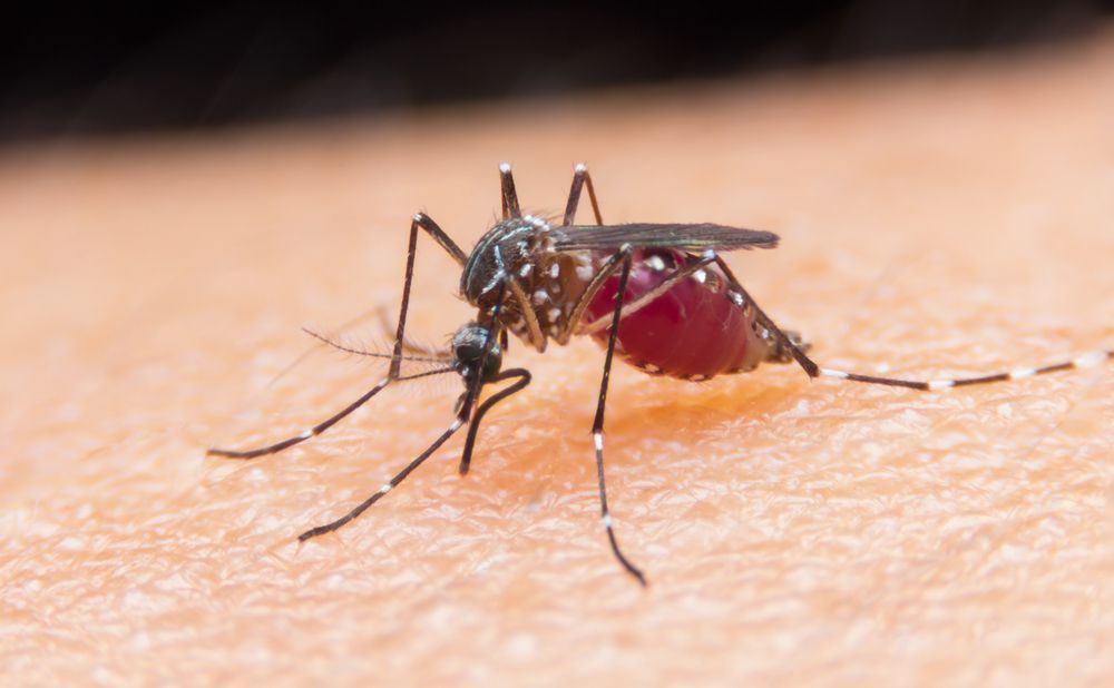 Mosquito Biting Skin, Abdomen Full Of Blood — Brazel's Pest Control in Macksville, NSW