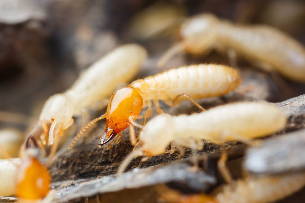 Close-up Of Termites — Brazel's Pest Control in Coffs Harbour, NSW